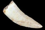Juvenile Carcharodontosaurus Tooth #84379-1